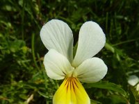 14 Viola tricolor - viola del pensiero dei prati Violaceae